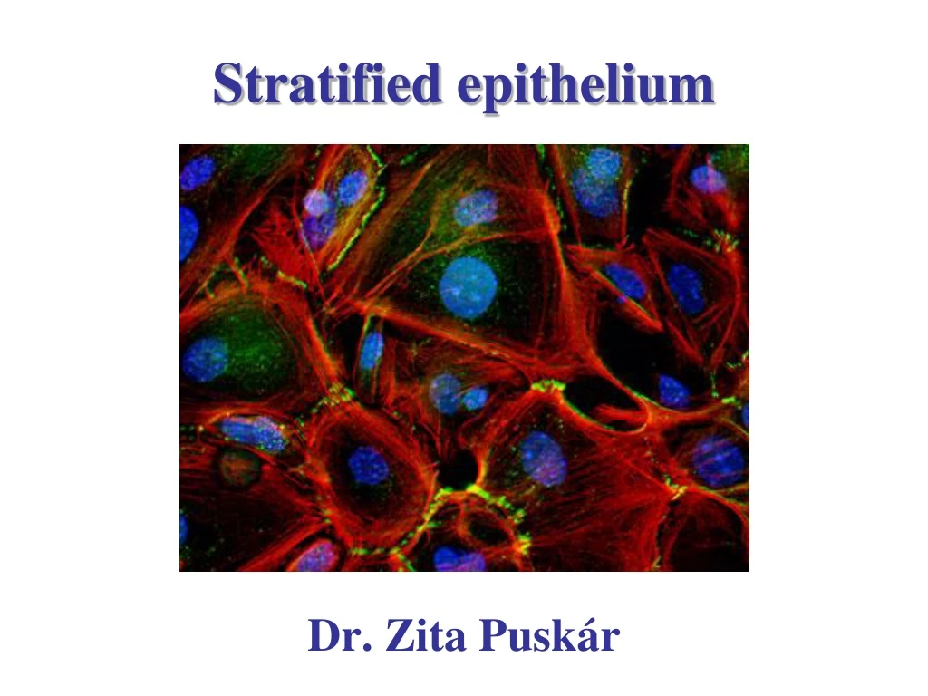 stratified epithelium