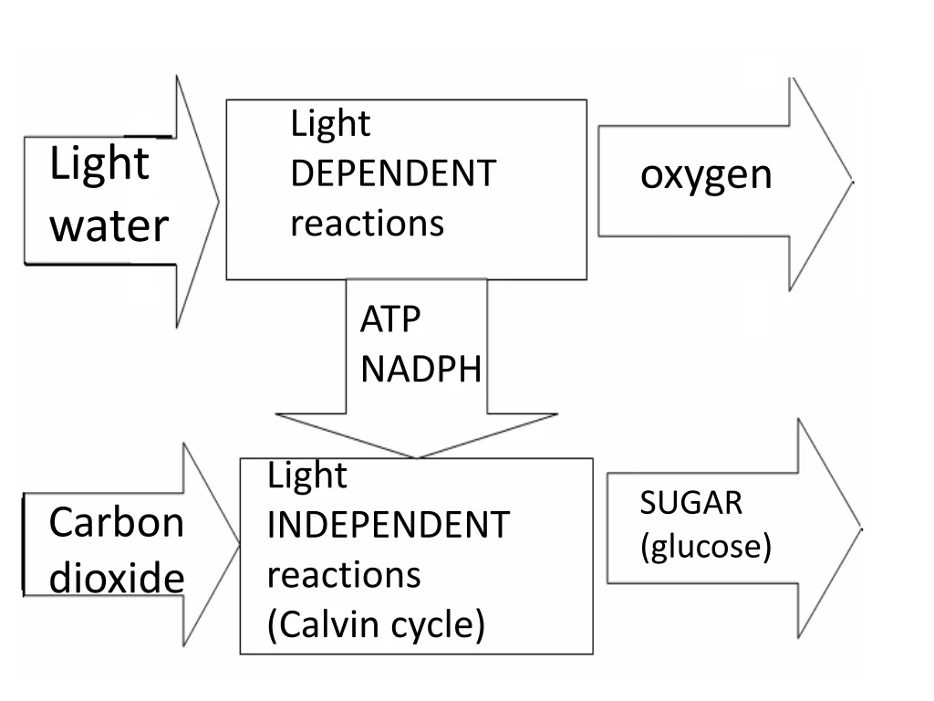 light dependent reactions