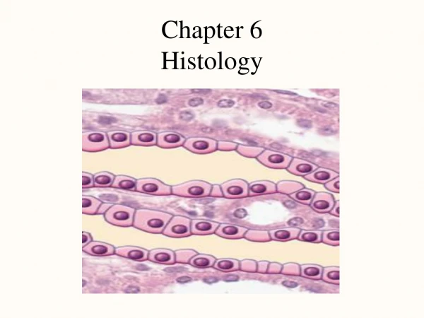 Chapter 6 Histology