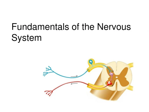 Fundamentals of the Nervous System