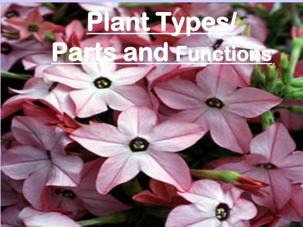 plant types parts and functions
