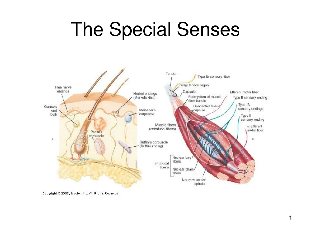 the special senses