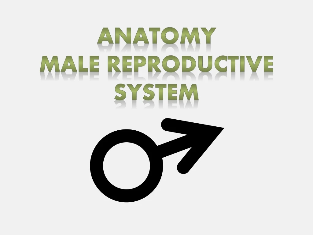 anatomy male reproductive system