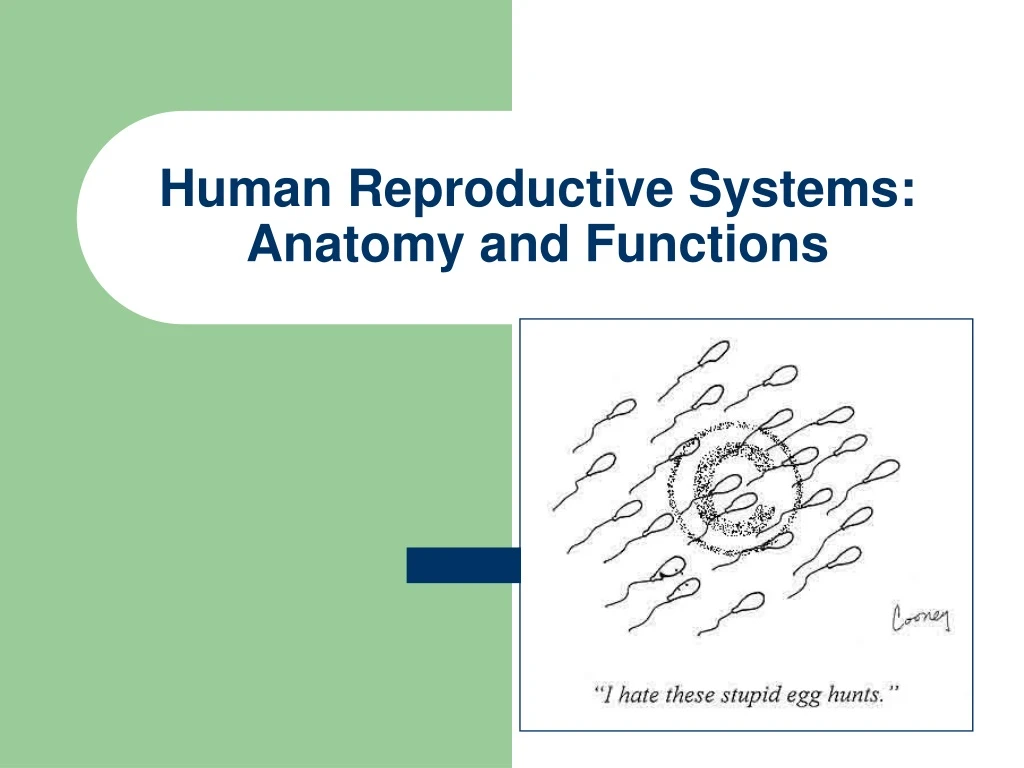 human reproductive systems anatomy and functions