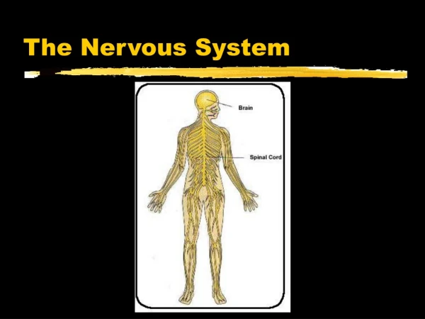 The Nervous System