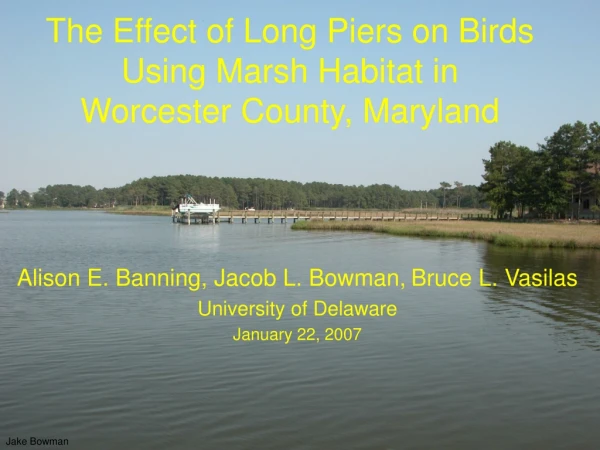 The Effect of Long Piers on Birds Using Marsh Habitat in Worcester County, Maryland