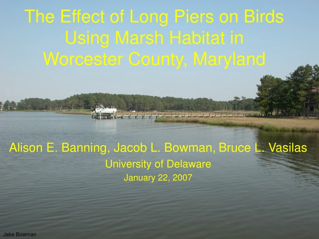 the effect of long piers on birds using marsh habitat in worcester county maryland