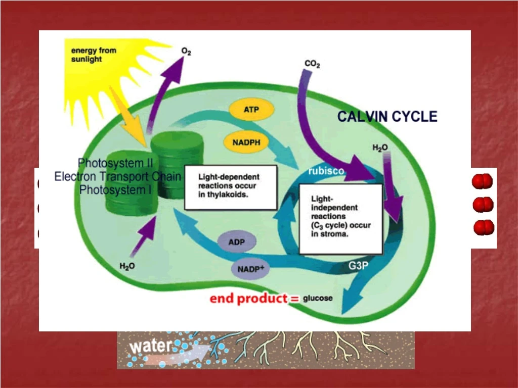 notes cell energy part 2 photosynthesis