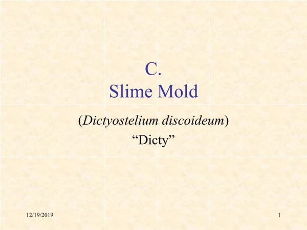 C. Slime Mold