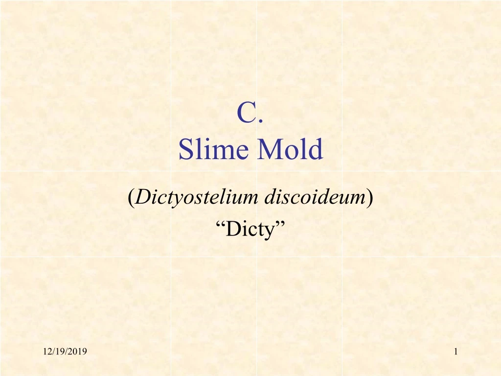 c slime mold