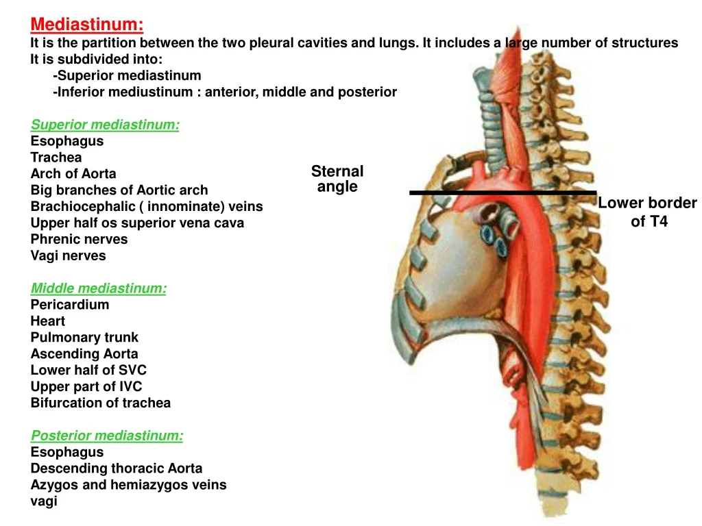 mediastinum it is the partition between