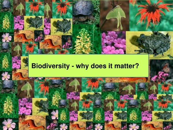 Biodiversity - why does it matter?