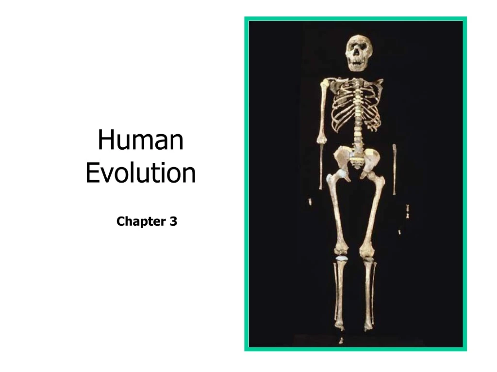 human evolution