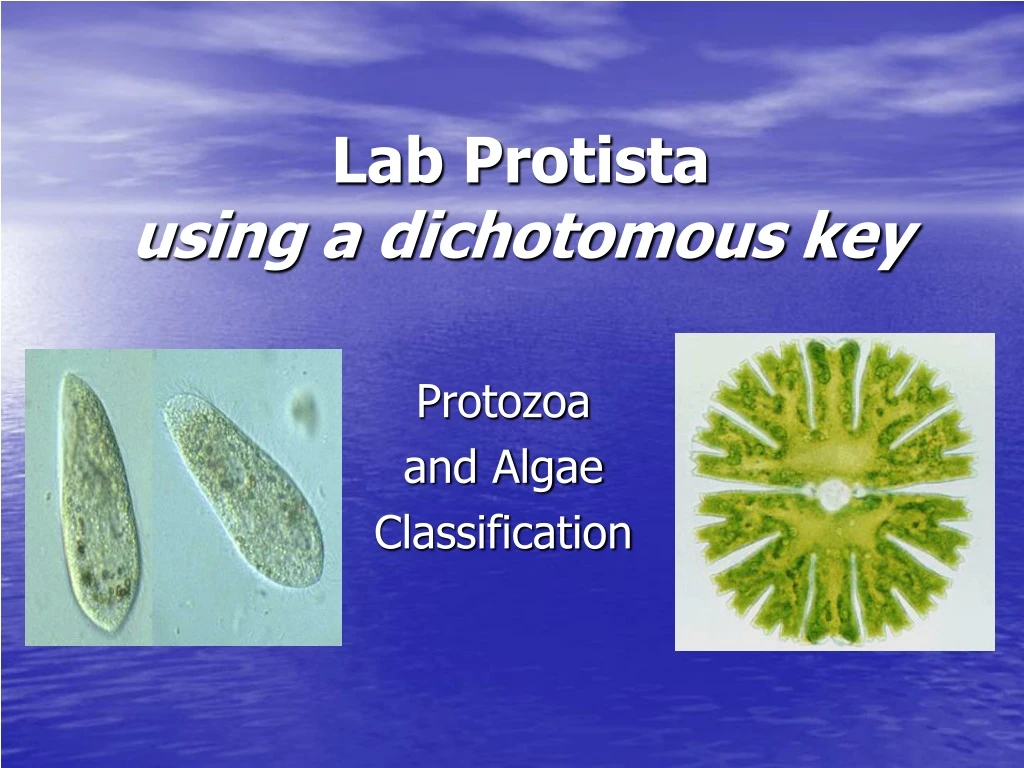 lab protista using a dichotomous key