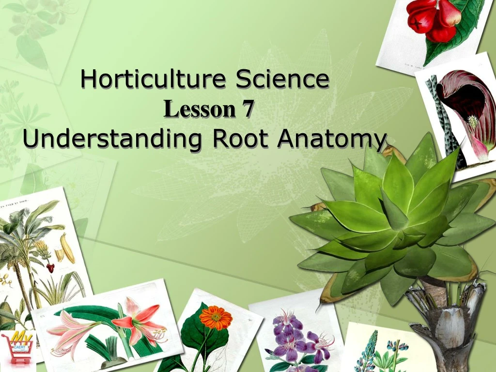 horticulture science lesson 7 understanding root anatomy