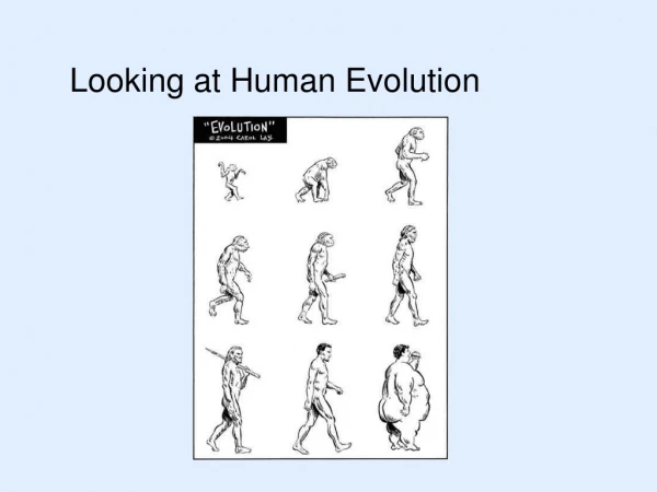 Looking at Human Evolution