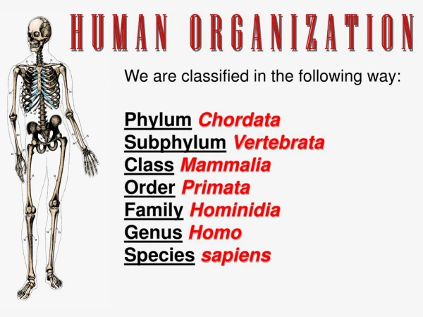 HUMAN ORGANIZATION