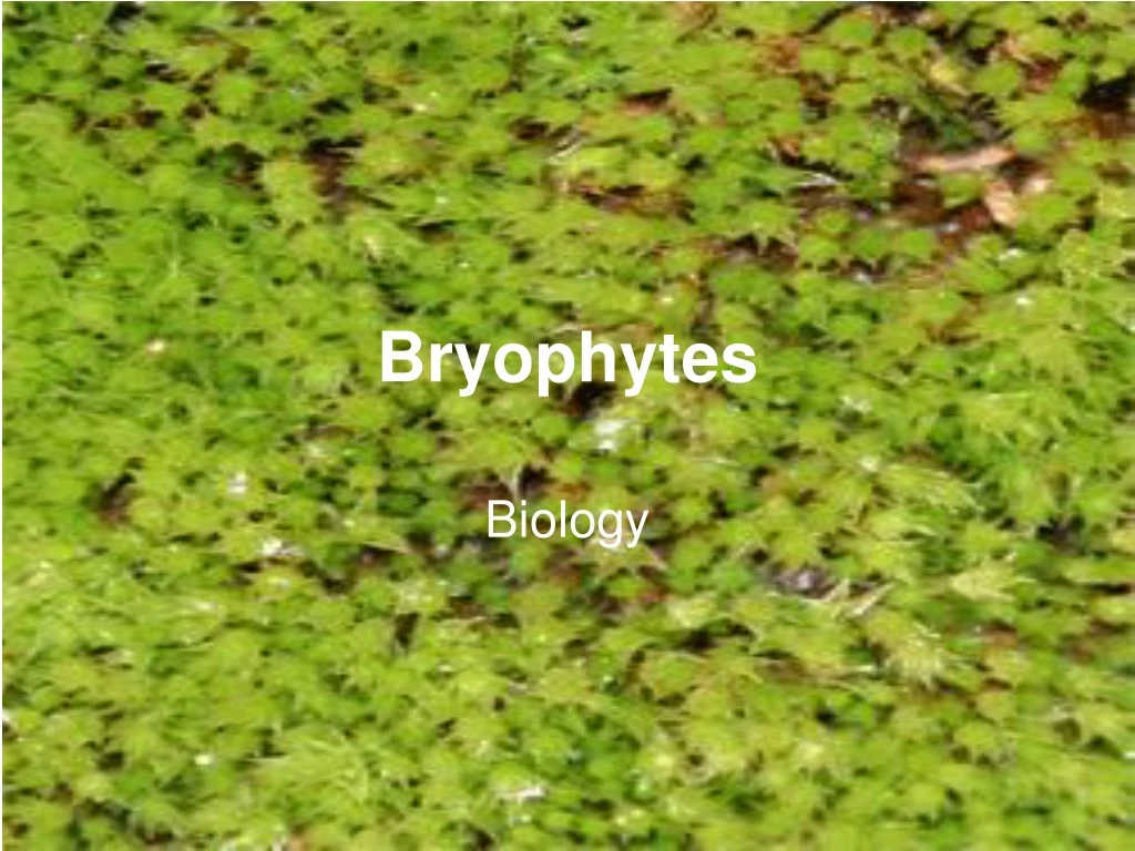 bryophytes