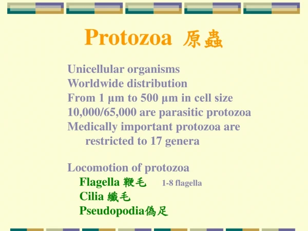 Protozoa 原蟲