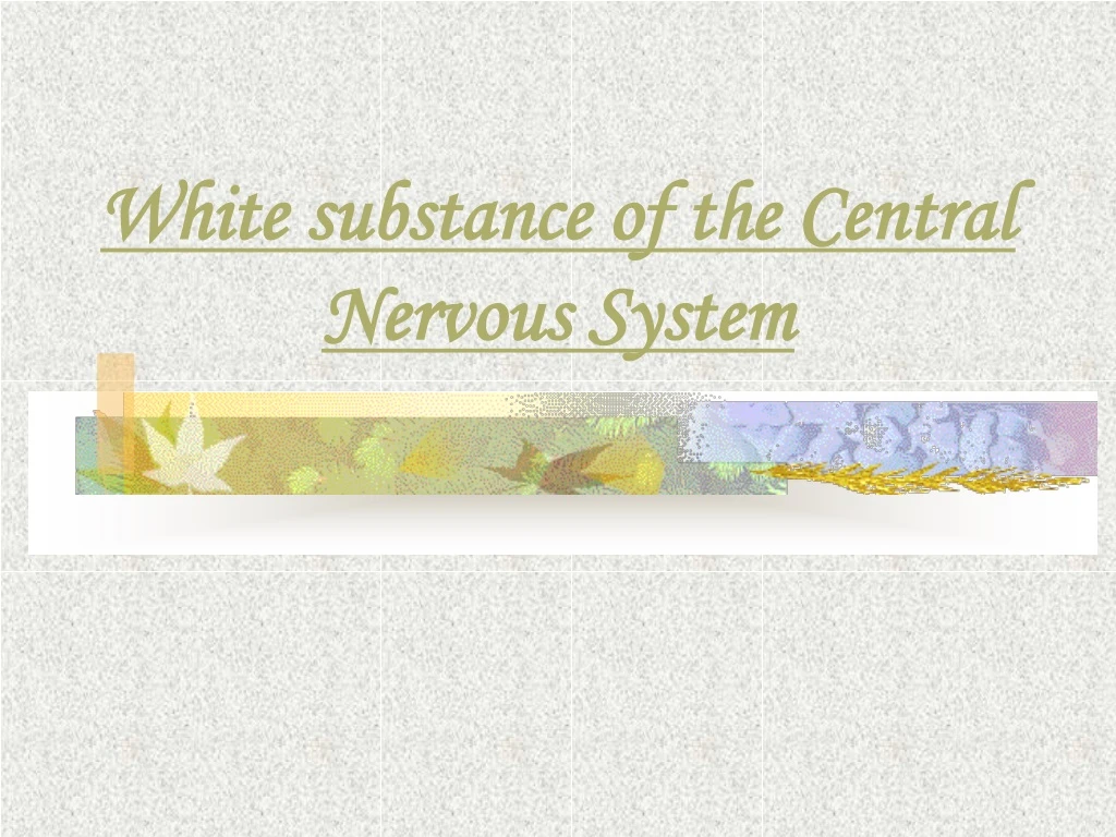 white substance of the central nervous system