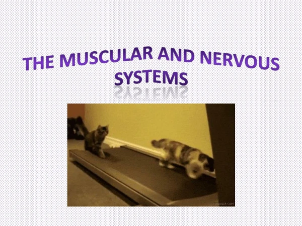 The Muscular and Nervous Systems