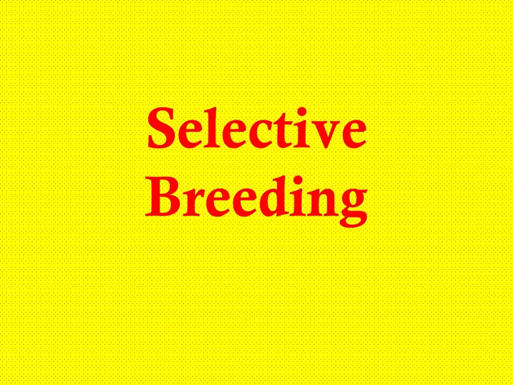 selective breeding