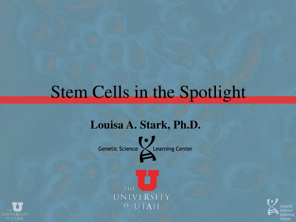 stem cells in the spotlight
