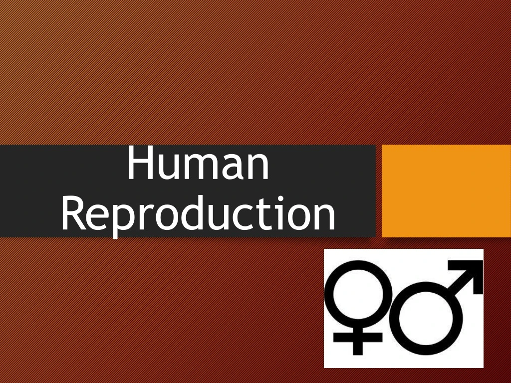 human reproduction