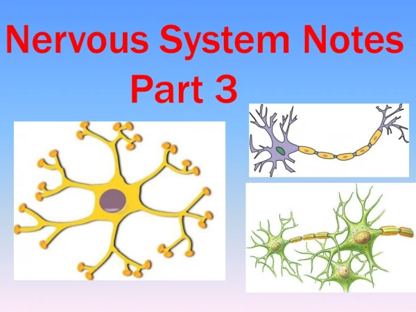 Nervous System Notes 			Part 3