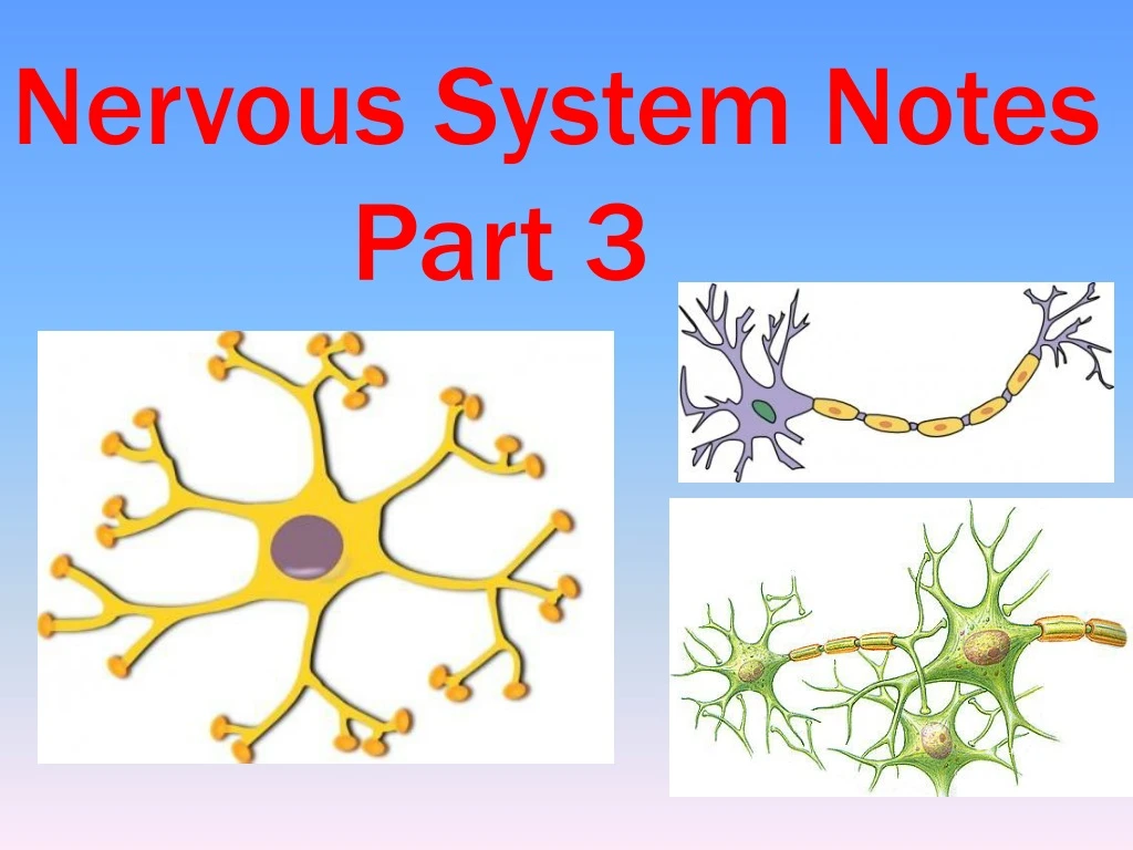 nervous system notes part 3