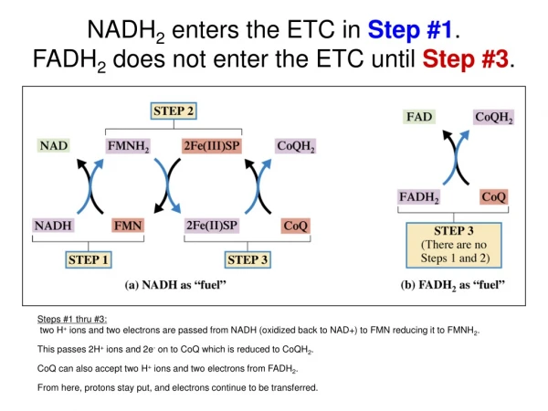 NADH 2  enters the ETC in  Step #1 .  FADH 2  does not enter the ETC until  Step #3 .
