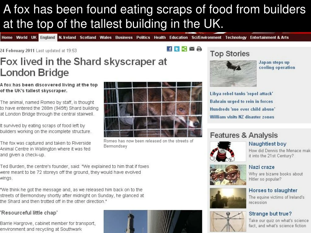 a fox has been found eating scraps of food from