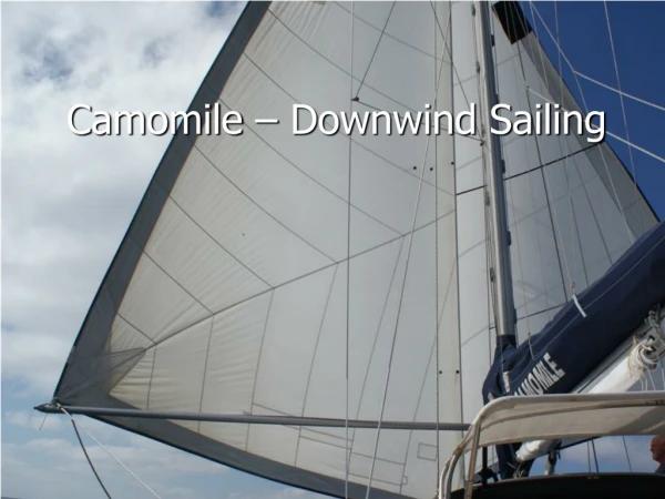Camomile – Downwind Sailing
