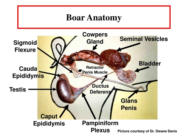 Boar Anatomy