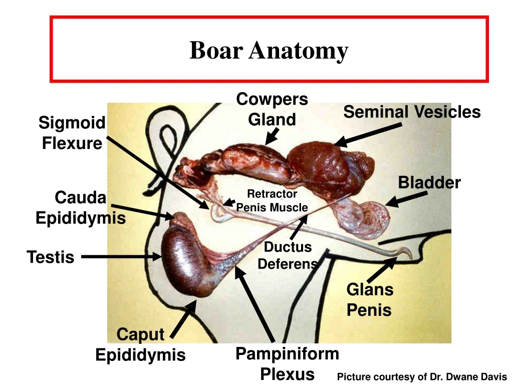 boar anatomy