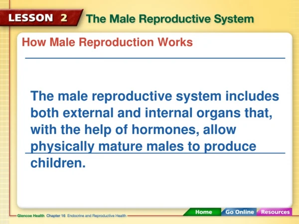 How Male Reproduction Works
