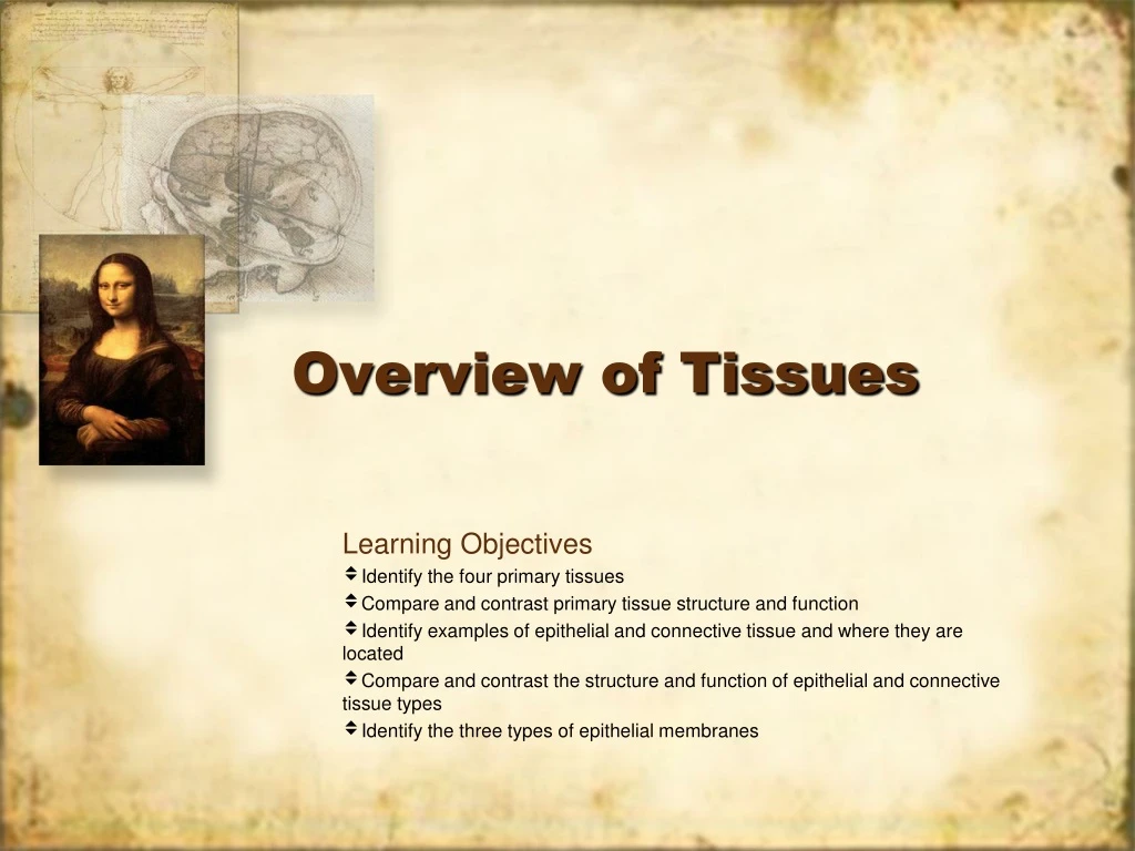 overview of tissues