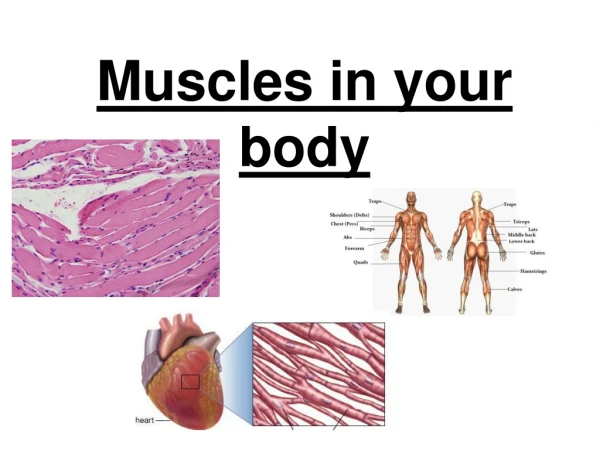 Muscles in your body