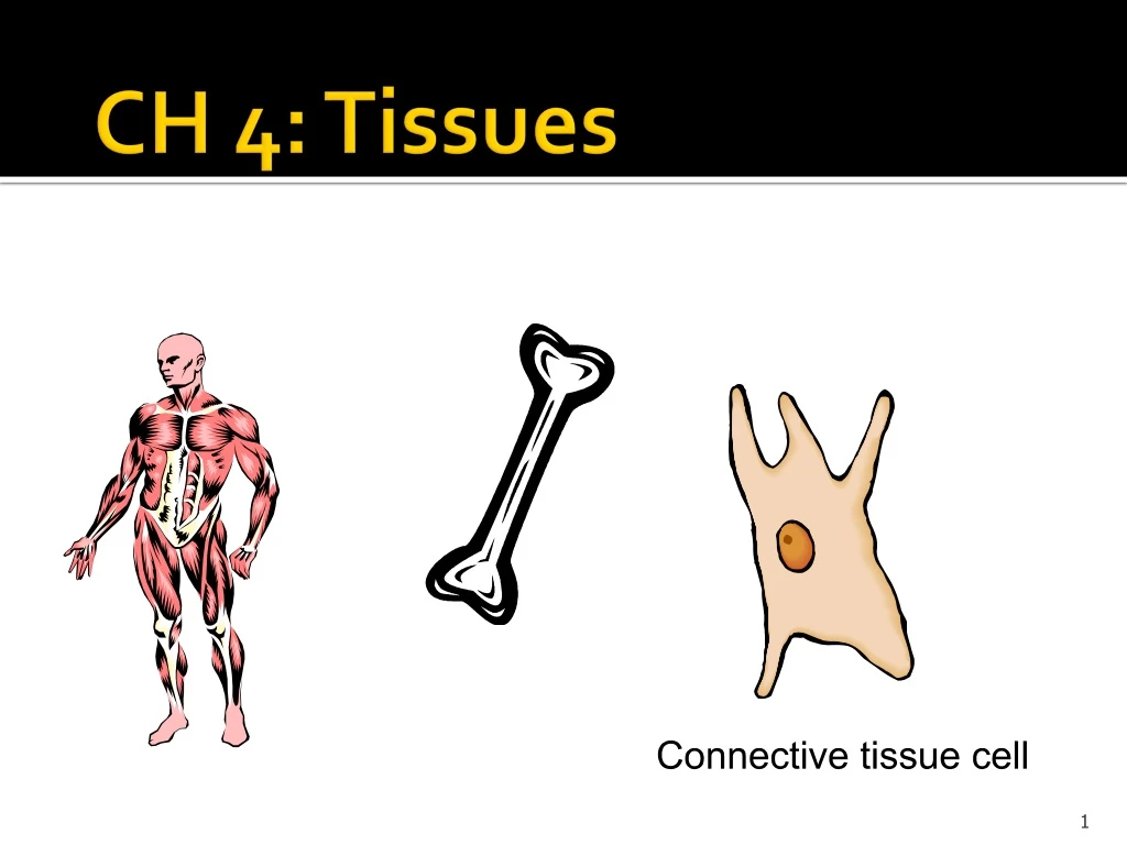 ch 4 tissues