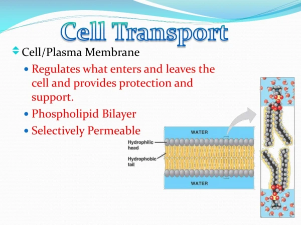 Cell/Plasma Membrane