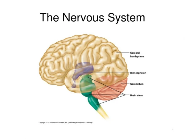 The Nervous System