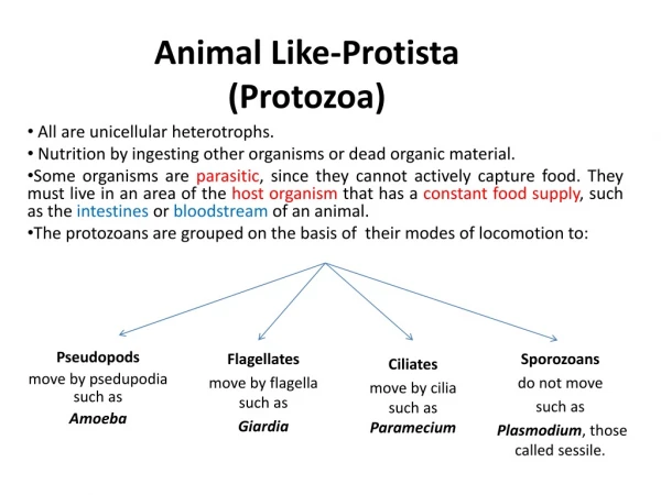 Animal Like-Protista (Protozoa)