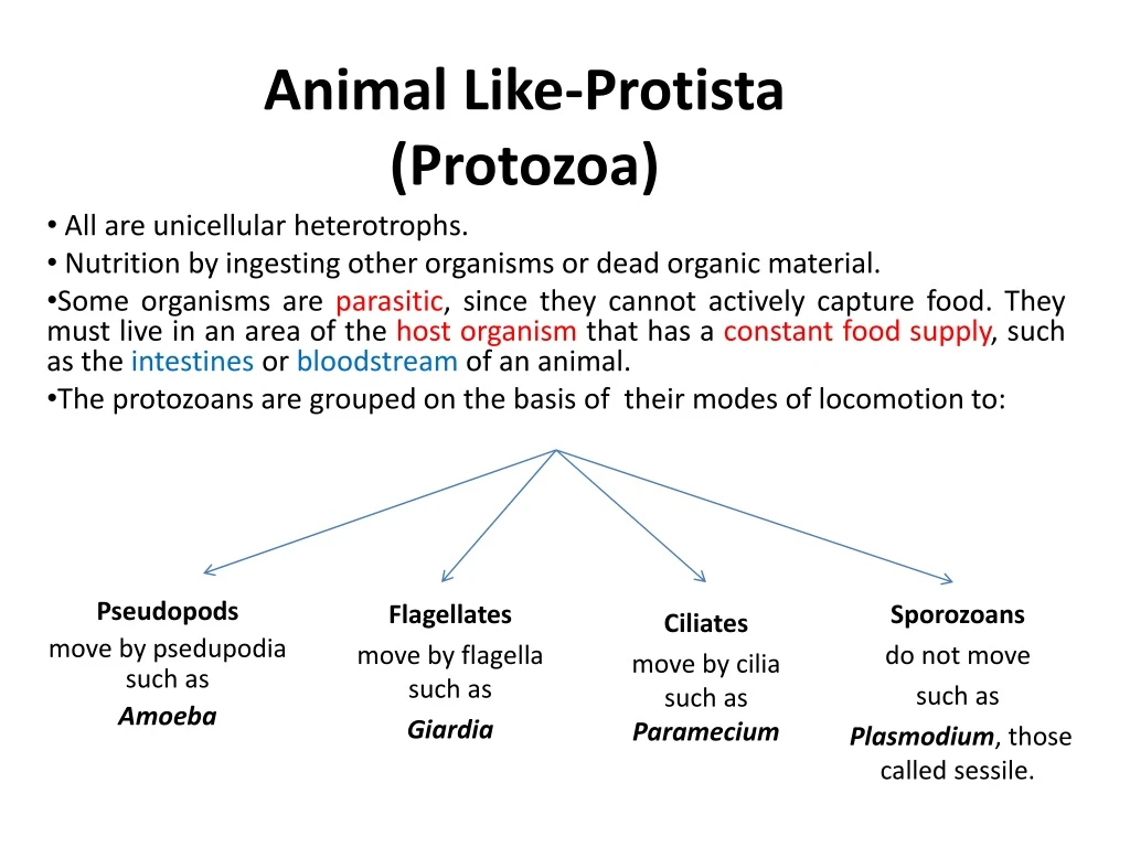 animal like protista protozoa