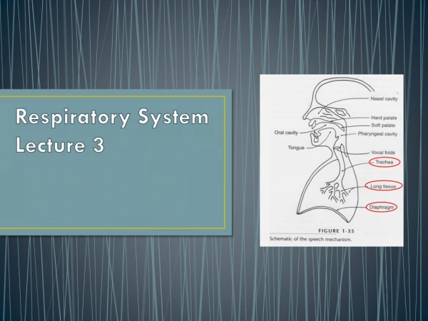 Respiratory System Lecture 3