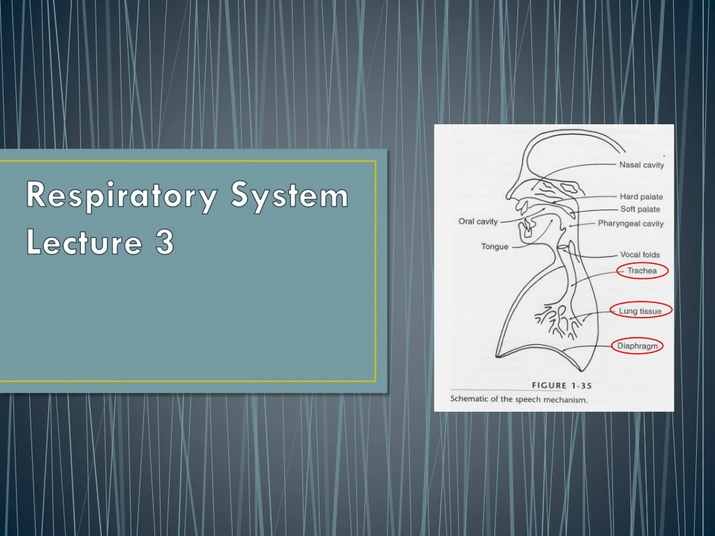 respiratory system lecture 3