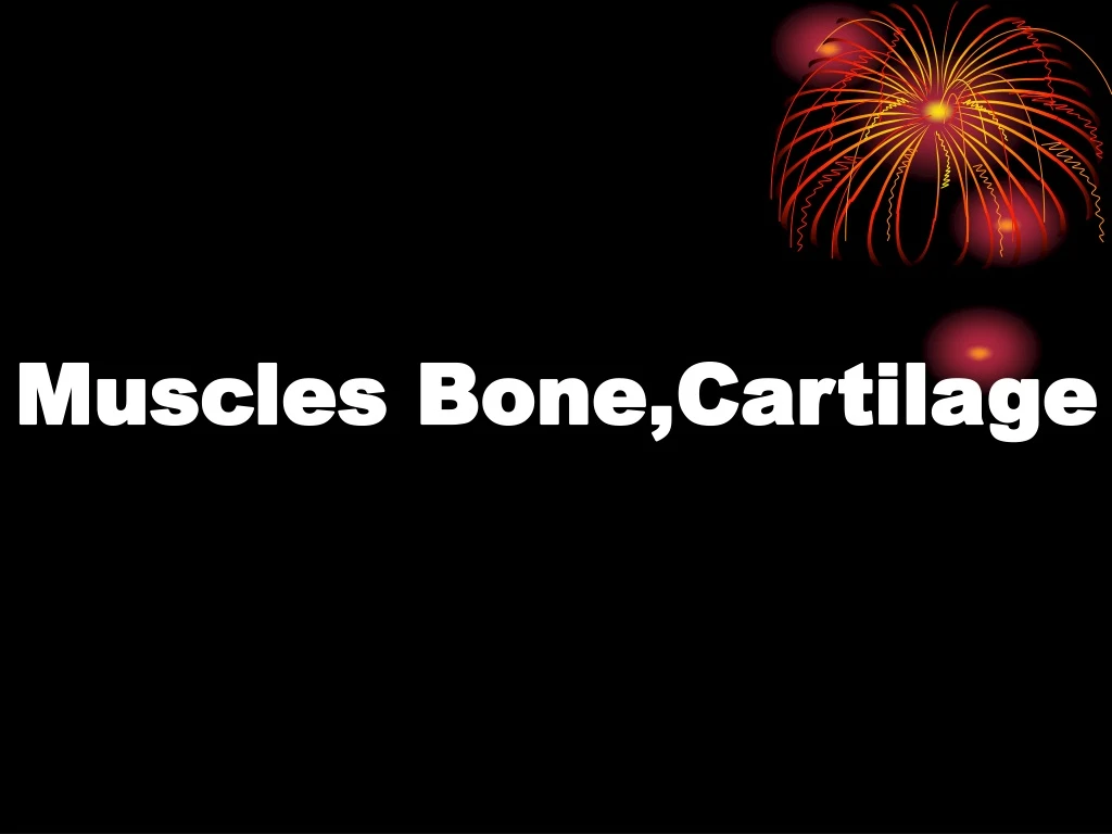 muscles bone cartilage