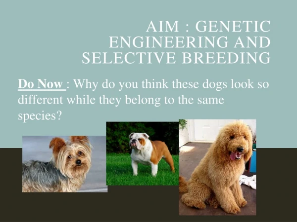AIM : Genetic Engineering and Selective Breeding