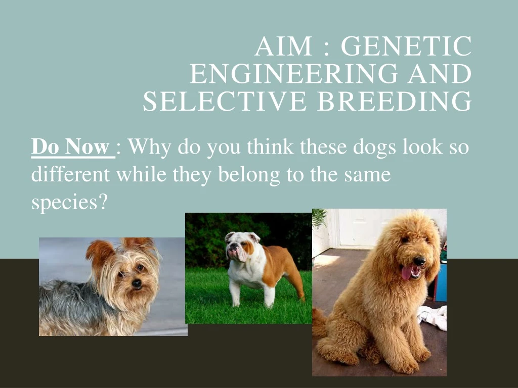 aim genetic engineering and selective breeding