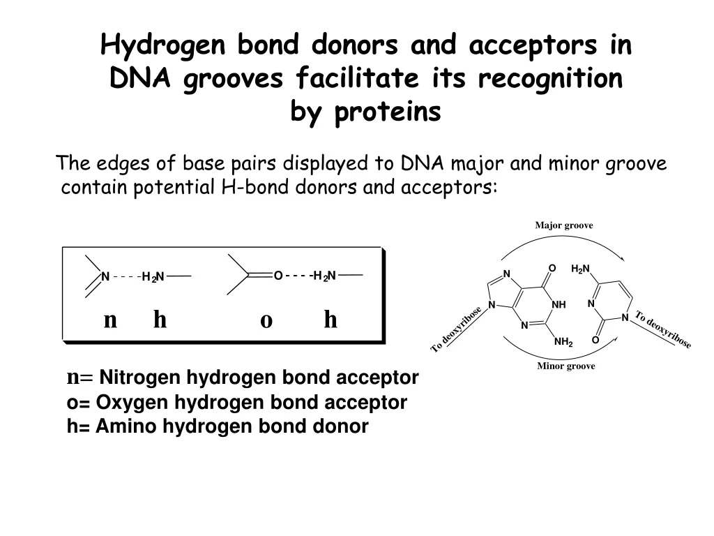 hydrogen bond donors and acceptors in dna grooves facilitate its recognition by proteins