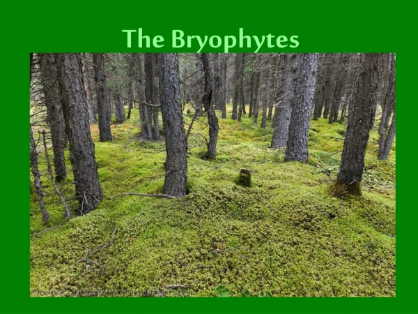 The Bryophytes